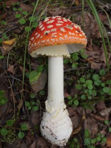 Amanita Muscaria mushroom