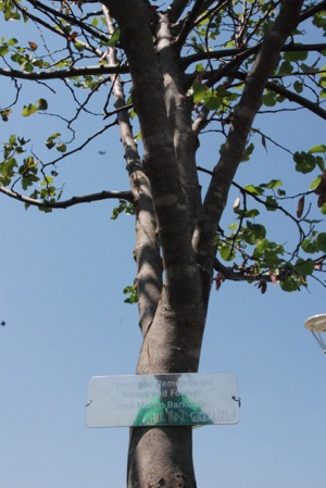 Grand Prairie Living Memorial Tree