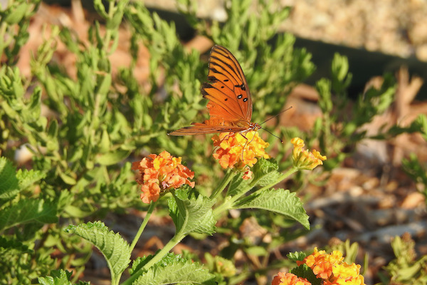 Lake Arlington Spillway Pollinator Garden Photo by Michael Smith.