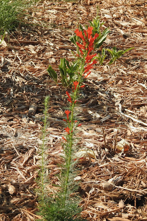 Lake Arlington Spillway Pollinator Garden Photo by Michael Smith.