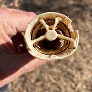 Looking down the tail of an armadillo skeleton. Notice that the tail vertebrae attach to the covering of bony rings. Photo by Michael Smith.