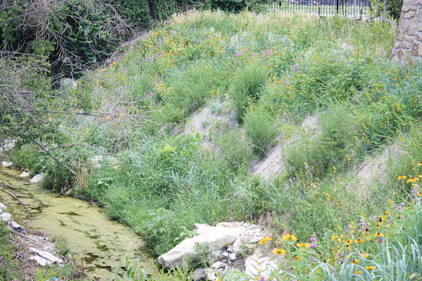 The creek bank in early spring, with parts of the geo-mesh still visible. Photo by Tony Adler.