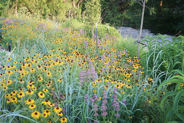 The creek bank in full summer flowering with black-eyed Susan (Rudbeckia hirta) and horsemint (monarda), amid Alamo switchgrass. Photo by Tony Adler.