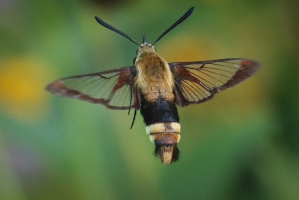 A clearwing moth, an unusual pollinator, flies away after sipping horsemint nectar. Photo by Tony Adler.