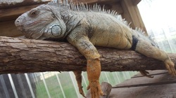 Black Beauty Ranch Illini the iguana