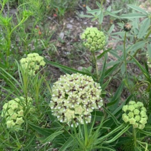 Milkweed at ESA Benbrook Lake. Photo by Kim Conrow.