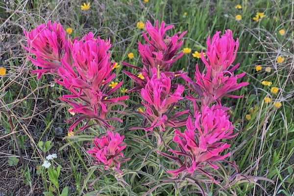 Wildflower at environmentally sensitive area near Lake Benbrook. Photo by Kim Conrow.