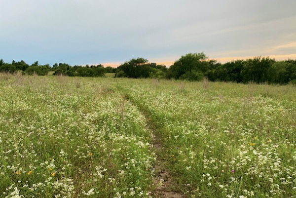 Wildflower at environmentally sensitive area near Lake Benbrook. Photo by Kim Conrow.