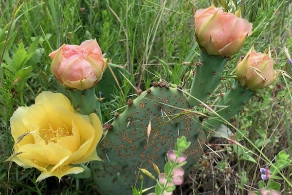 Prickley pear at environmentally sensitive area near Lake Benbrook. Photo by Kim Conrow.