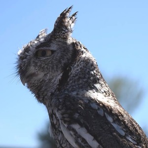 Blackland Prairie Raptor Center screech owl
