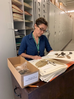 Herbarium manager Tiana Rehman leafs through BRIT's plant specimen collection.