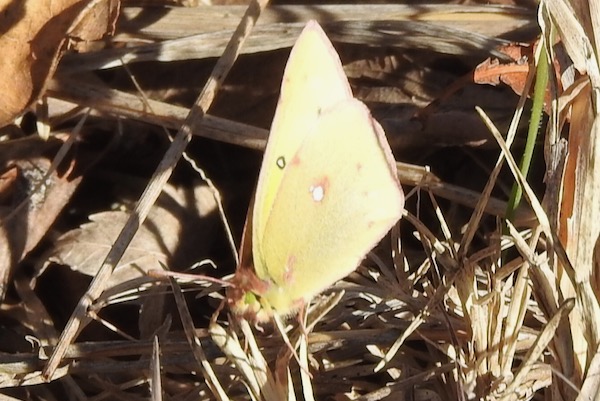 Orange Sulphur butterfly in Fort Worth by Sam Kieschnick