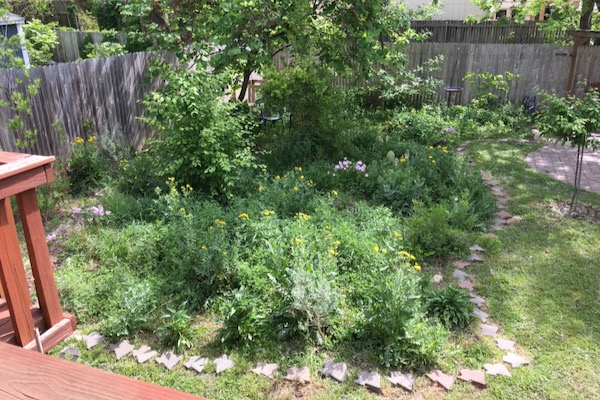 Backyard pocket prairie in Fort Worth. Photo by Julie Thibodeaux.