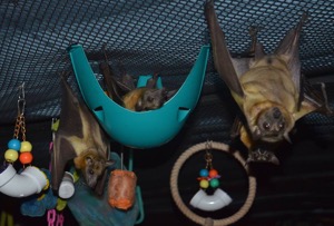 Enrichment at Bat World Sanctuary