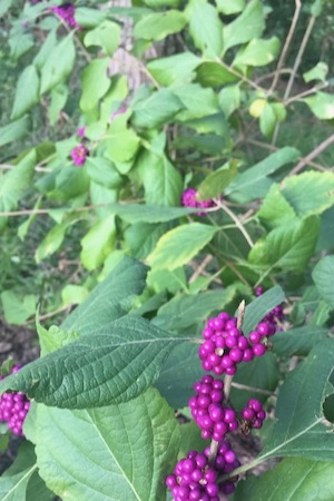American beautyberry blooming in fall in New Braunfels. Photo by Sam Kieschnick.