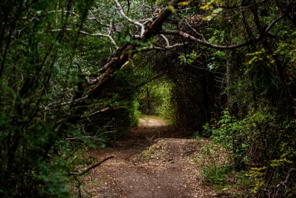 Trail at Big Cedar Wilderness park in Dallas. Photo courtesy of Trust for Public Land.
