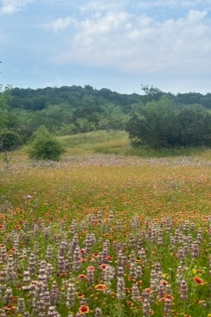 Wildflower meadow at Big Cedar Wilderness park. Courtesy of Lori Crider.