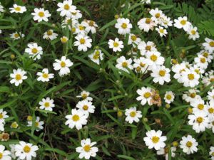 Texas Smartscape plant: Blackfoot Daisy