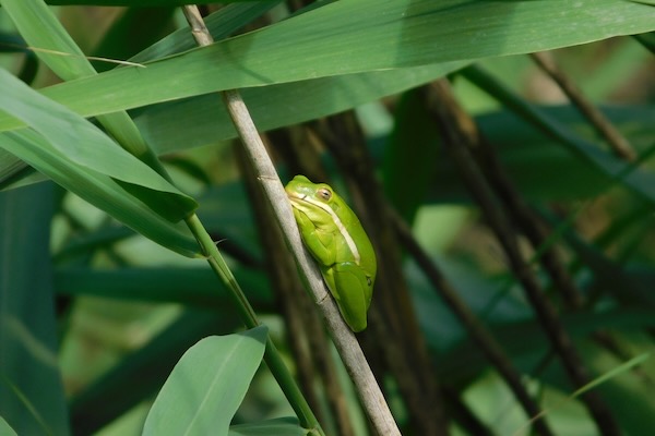 A green treefrog spotted just off the Marty Leonard Lotus Marsh Boardwalk at the Fort Worth Nature Center. Photo by Michael Smith.