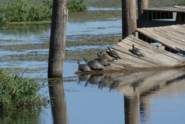 Turtles bask on the dilapidated boardwalk in October 2020. Photo by Michael Smith.