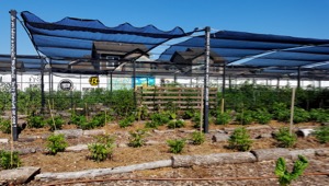 Bonton Farms 
