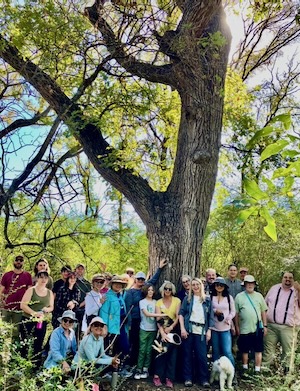 2024 pose before Ned, the giant bur oak