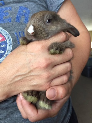 Baby girl bunny