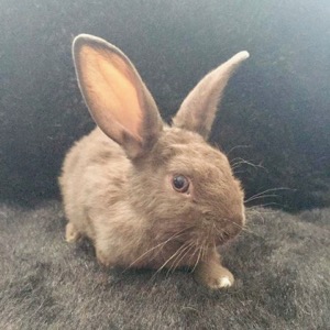 This bunny is all ears