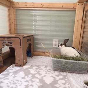 Bunny litter box