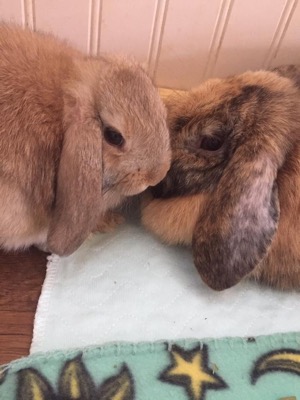 Social bunnies