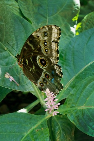 Butterflies in the Garden. Photo by J.G. Domke.