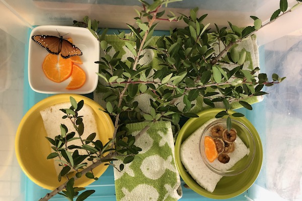 Butterfly house
