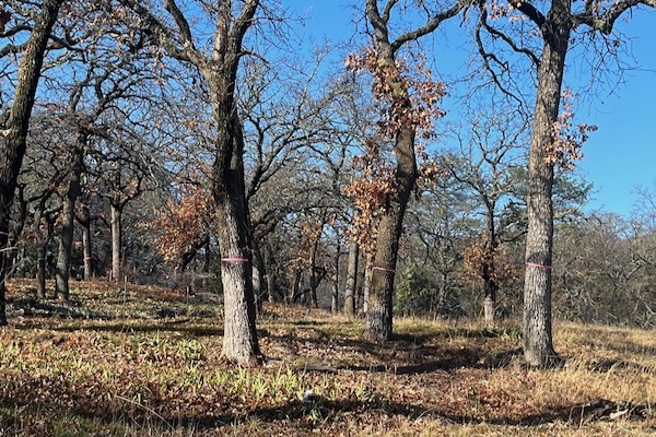 A southlake developer proposes to take down nearly 1,000 mature trees of Colleyville’s remaining Cross Timbers forest for a 19-lot development, according to a group in Colleyville. Photo by Mark Fadden.