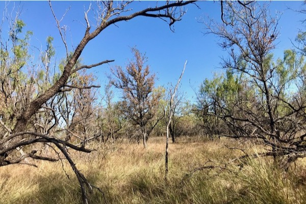 Prairie returns after area cleared by chainsaws at LLELA. Photo by Amy Martin.