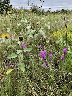 Barn Owl Ridge prairie at its summer peak. Photos by Angilee Wilkerson.