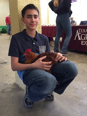 Chicken show 