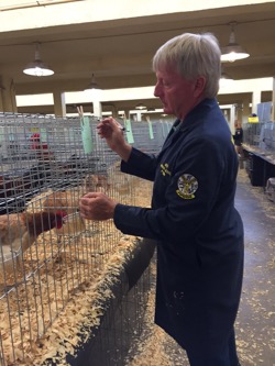 Chicken Show Monty Fitzgerald
