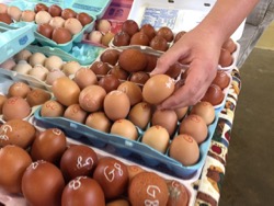 Chicken show eggs