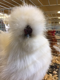 Chicken show silky