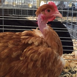 Chicken show transylvanian naked necks