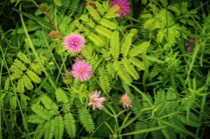 Clymer Meadow Preserve