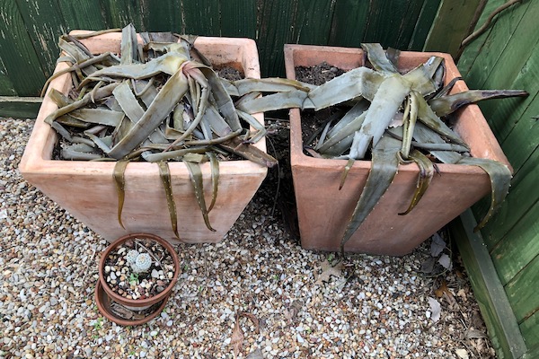 Aloe vera after the freeze