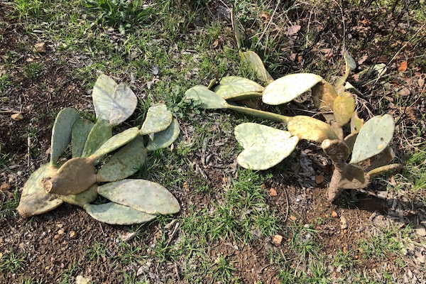Spineless Prickly Pear