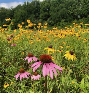 Connemara Meadow