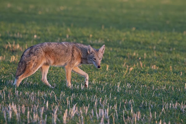 Coyotes have been labeled Photo by Laurie Hall.