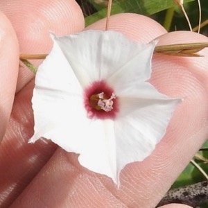 Crawford Memorial Park Bindweed