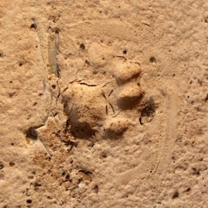 Crawford Memorial Park bobcat print