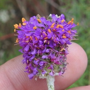 Crawford Memorial Park Compact Prairie Clover