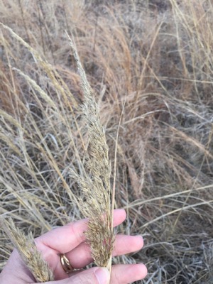 Crawford Memorial Park Indian Grass