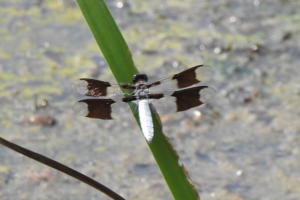A common whitetail dragonfly. Photo by Michael Smith.